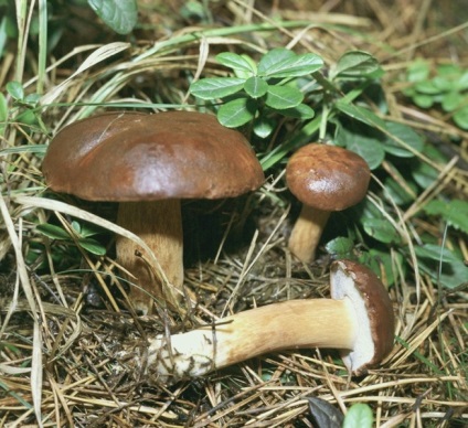 Їстівний польський гриб