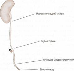 Structura segmentară a rinichilor, aparatul fornal al rinichilor, ureter