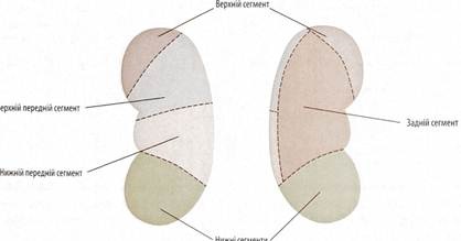 Structura segmentară a rinichilor, aparatul fornal al rinichilor, ureter