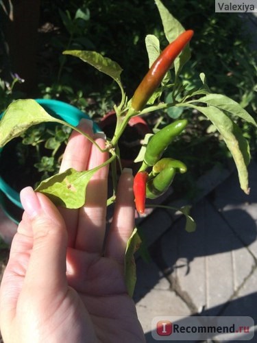 Насіння aliexpress, peter pepper, the most funny chili, chili super porn, looks like a man s