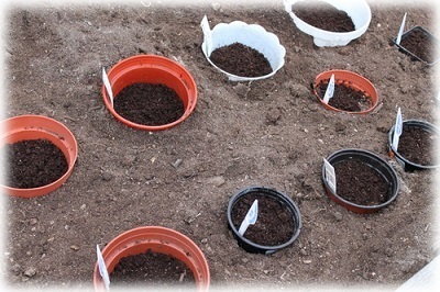 Semințe de culori care pot fi plantate pentru iarnă