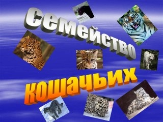 Сімейство котячих - форум - спілкування без кордонів!