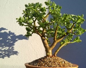 Сімейство Товстолисті популярні рослини з назвою і фото