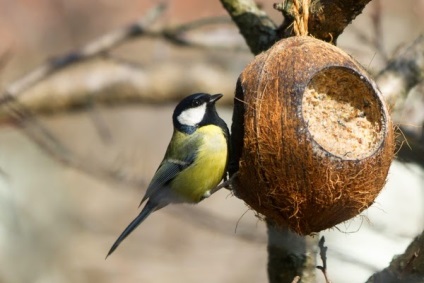 Sapte idei de alimentatoare simple pentru pasari - un cadou de la Darchik