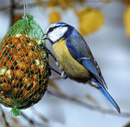 Hét ötletek egyszerű madár etetők - ajándékba darchika