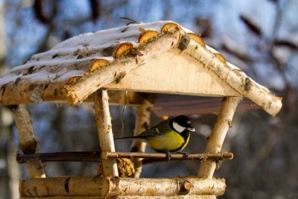 Sapte idei de alimentatoare simple pentru pasari - un cadou de la Darchik