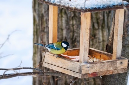 Sapte idei de alimentatoare simple pentru pasari - un cadou de la Darchik