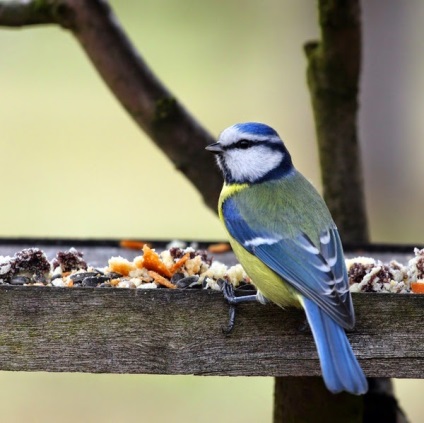 Sapte idei de alimentatoare simple pentru pasari - un cadou de la Darchik