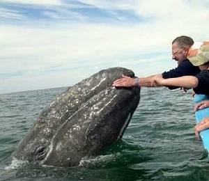 Balena cenușie este mare și se mișcă!