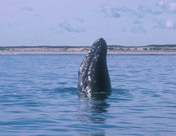 Сірий кит, кити (китоподібні)