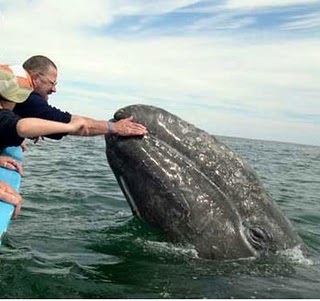 Grele de balene, balene (cetacee)