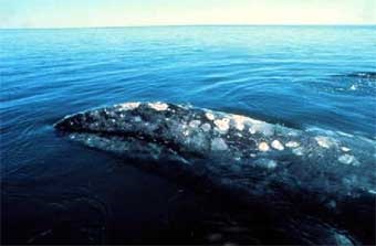 Grele de balene, balene (cetacee)