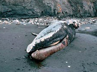 Grele de balene, balene (cetacee)