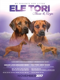 Puii din Ridgeback Rhodesian, Ridgeback Rhodesian, Kennel El Tory