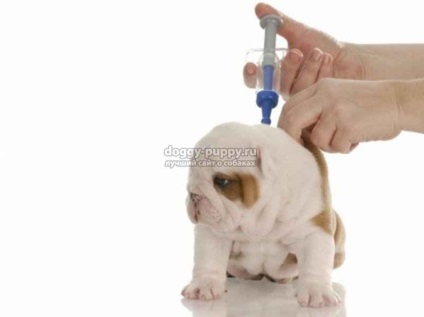 Puppy după vaccinare ce să faci și cum să faci - viața animalelor