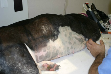 Sindromul de dilatare gastrică acută și curbura intestinală la câini