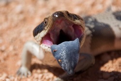 Limba albastră (tiliqua) - animale exotice