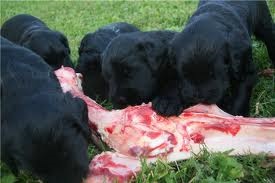 Система годування собак Барфі - мережа зоомагазинів - єнот