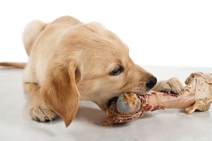 Sistemul de hrană pentru câini prețioase și minusuri