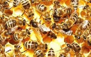 Câți ani lucrează albina, miere, uter