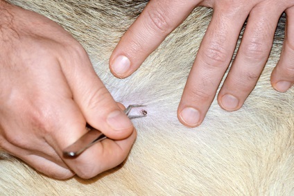 Скільки собака проживе після укусу кліща, якщо її не лікувати, дай лапу!