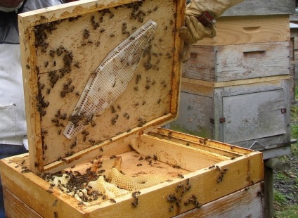 Câte albine vii sunt un individ de lucru, un uter, o dronă