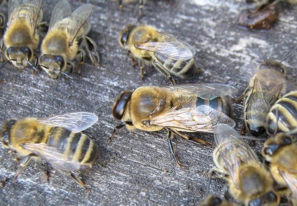 Câte albine vii o persoană de lucru, un uter, o dronă