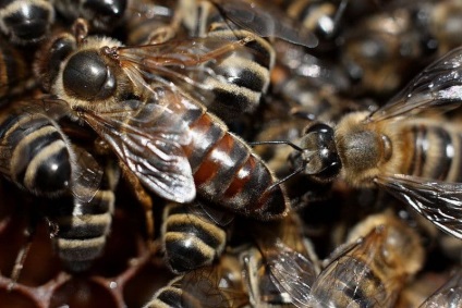 Câte albine vii sunt un individ de lucru, un uter, o dronă