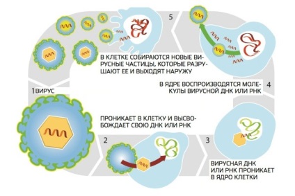 Скільки живе вірус сказу у зовнішньому середовищі на повітрі