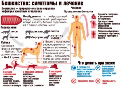 Скільки живе вірус сказу у зовнішньому середовищі на повітрі