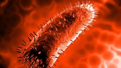 Câte virusuri de rabie trăiesc în mediul extern în aer