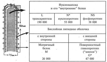 Скільки живе вірус сказу у зовнішньому середовищі на повітрі