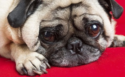 Hány pugs egyenesben és milyen betegségek gyakran szenvednek a kis kutya szerelmeseinek klub