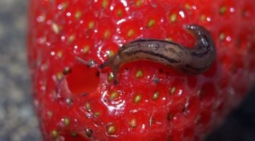 Слимаки на полуниці - як з ними боротися