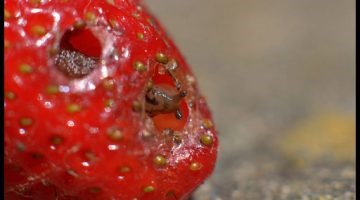 Slime pe căpșuni - cum să se ocupe de ele
