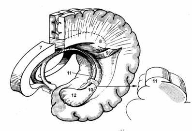 Straturile cortexului emisferelor cerebrale