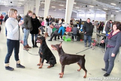 Câine, dragă prietenă a omului, seara Kazan