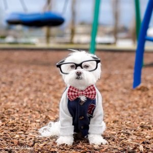 Un câine hipster care se îmbracă mai bine decât tine, loyer