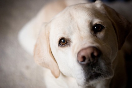 Câini care tratează depresia și stresul, portalul de știri din această problemă - informații utile întotdeauna