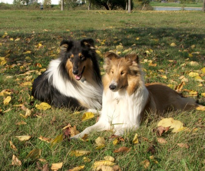 Karbantartás és oktatása Collie