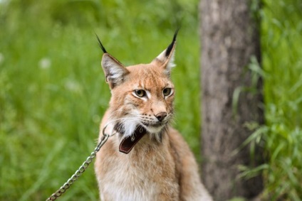 Conținutul de Lynx