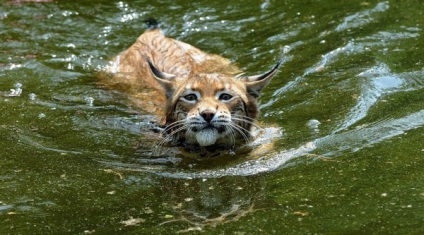 Conținutul de Lynx