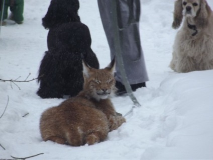 Conținutul de Lynx