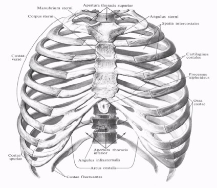 З'єднання ребер з грудиною