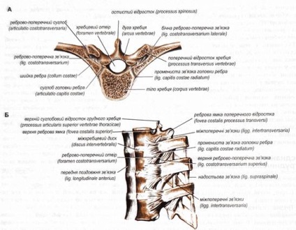 Îmbinarea coastelor cu coloană vertebrală și sternă