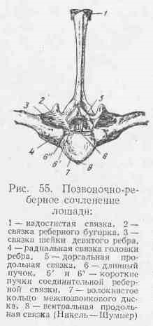 Îmbinări de coaste cu vertebră și cu stern