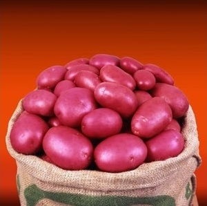 Сорти картоплі голландсько-ірландської насінницької компанії ipm potato, журнал про апк