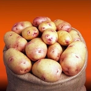 Сорти картоплі голландсько-ірландської насінницької компанії ipm potato, журнал про апк