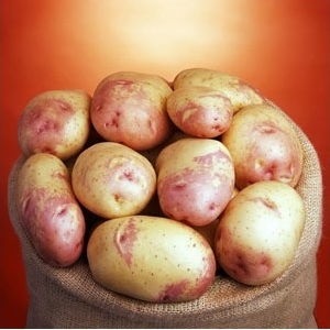 Soiuri de cartofi ale companiei ipm cartof olandez-irlandez, o revista despre apk