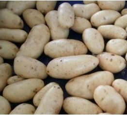 Сорти картоплі голландсько-ірландської насінницької компанії ipm potato, журнал про апк